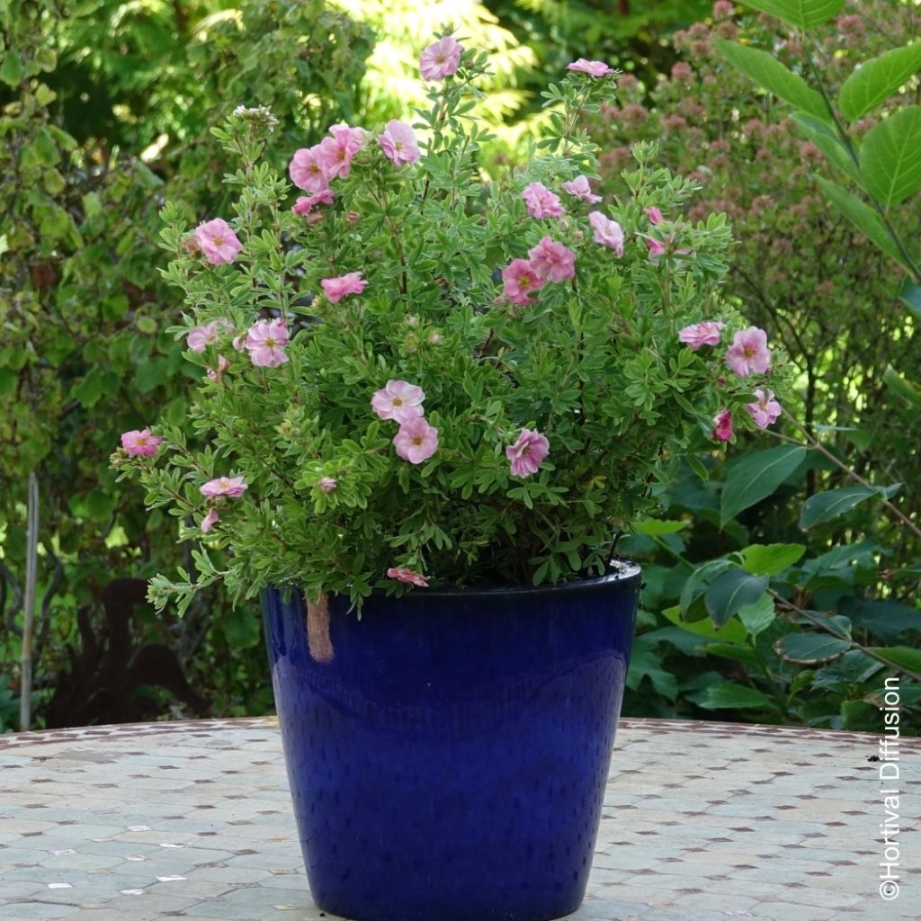 Potentilla fruticosa Double Punch Pink - Potentille arbustive