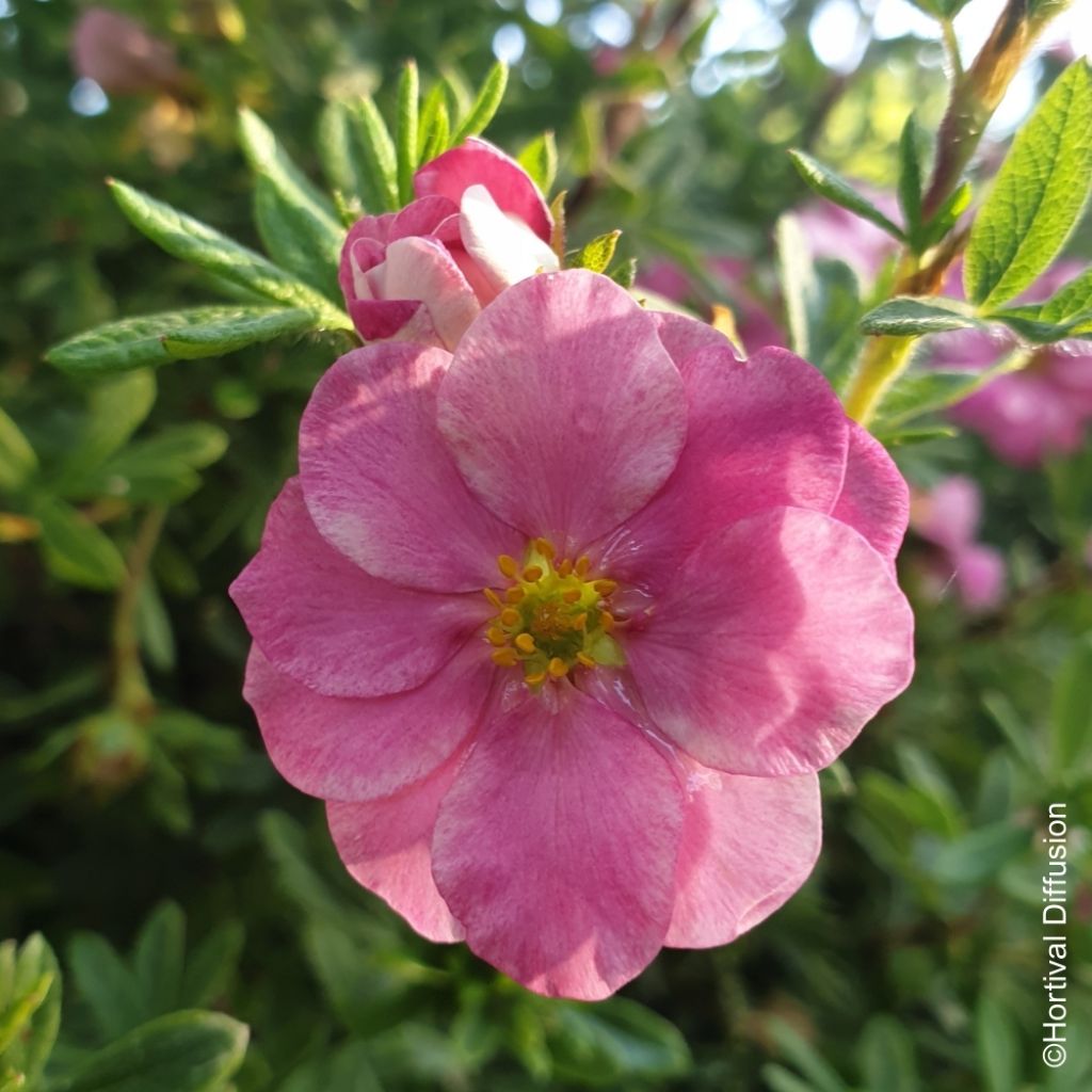 Potentilla fruticosa Double Punch Pink - Potentille arbustive