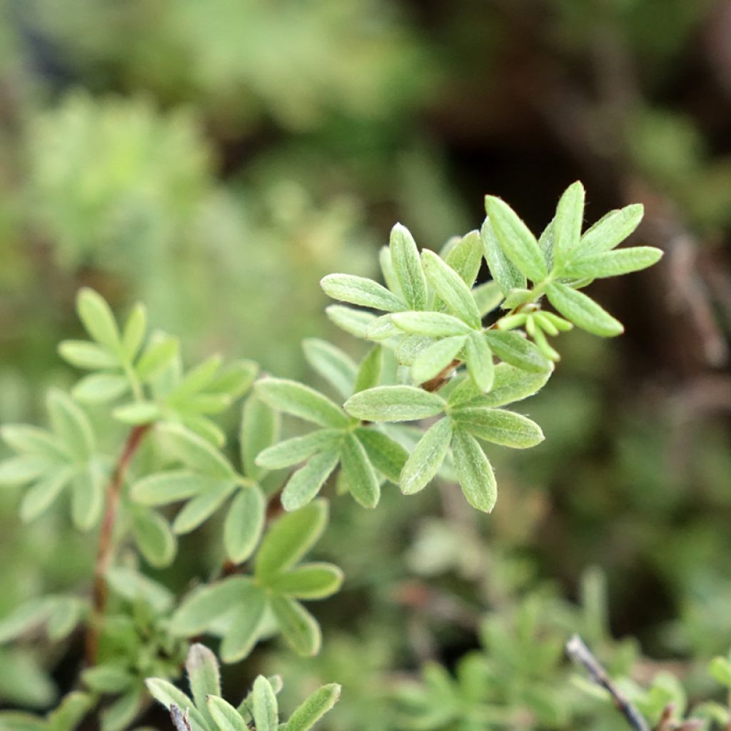 Potentilla fruticosa Tangerine - Potentille arbustive 
