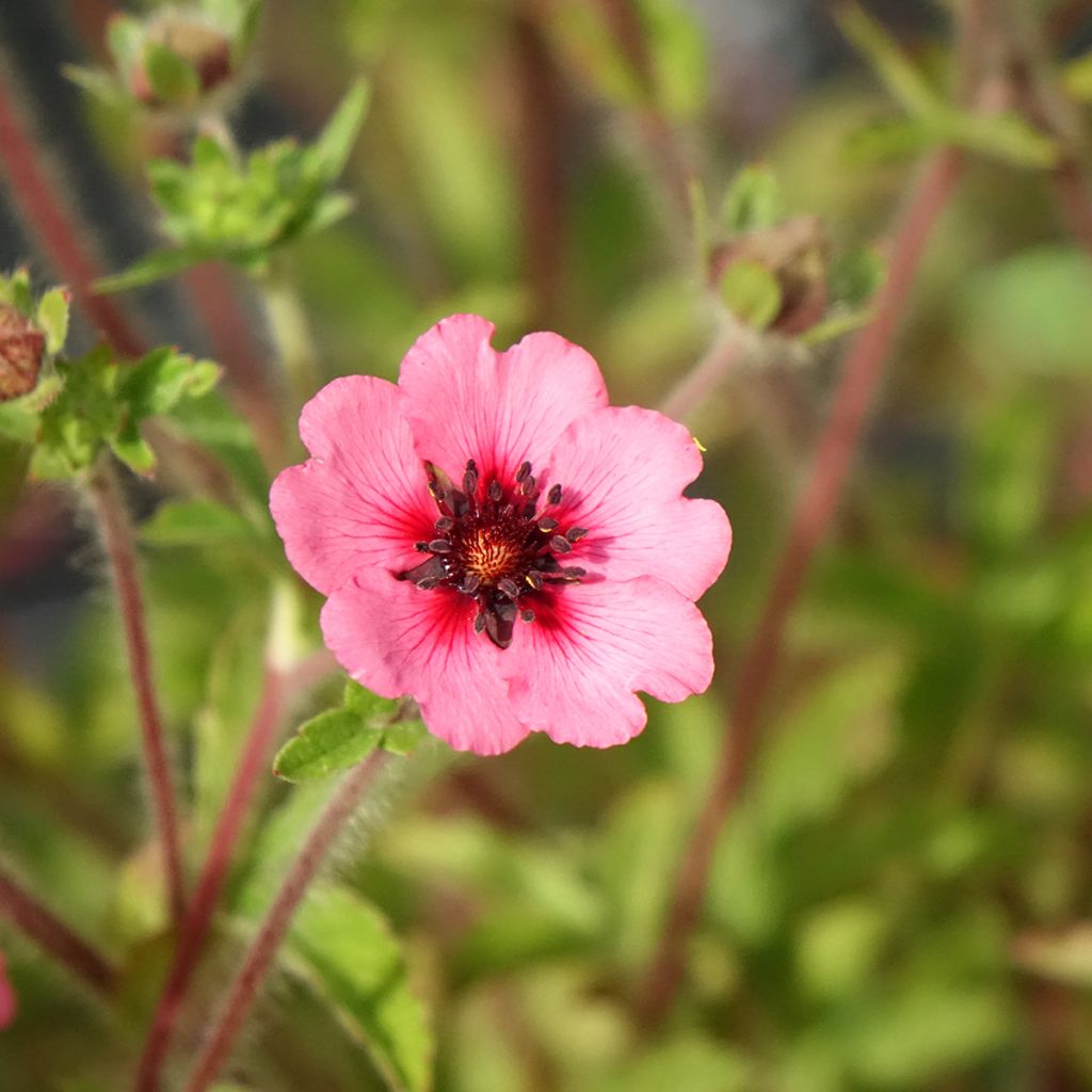 Potentilla nepalensis Miss Willmott - Potentille vivace du Népal
