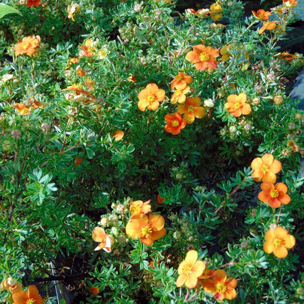 Potentille arbustive Hopley's Orange