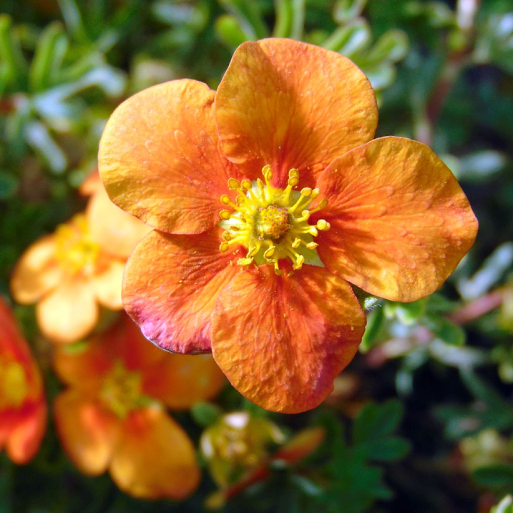 Potentille arbustive Hopley's Orange