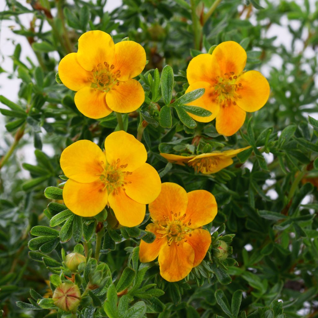 Potentille arbustive Hopley's Orange