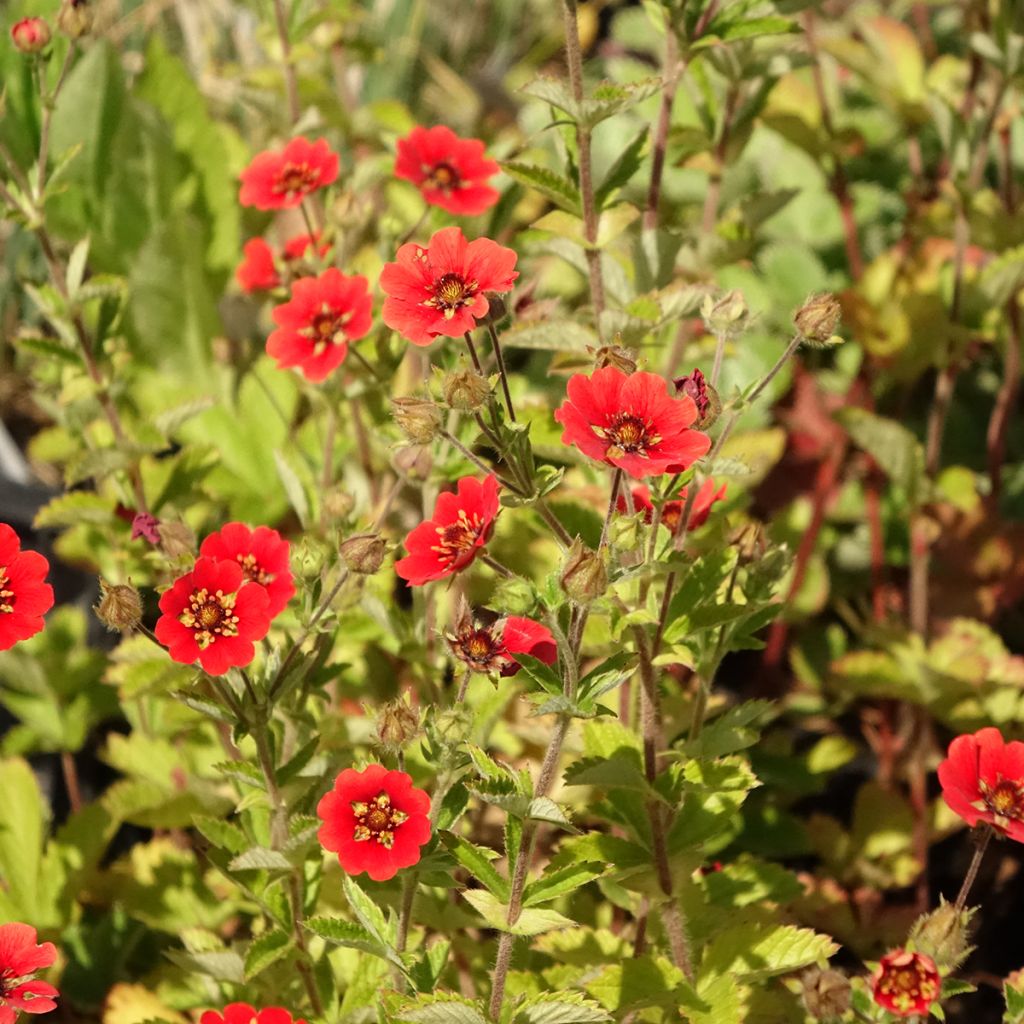 Potentille vivace - Potentilla Gibson s Scarlet