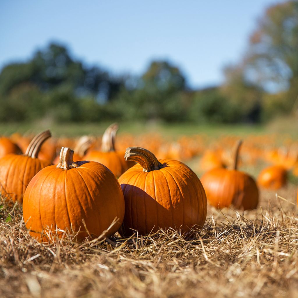 Potiron d'Halloween Jack O'Lantern - Cucurbita pepo