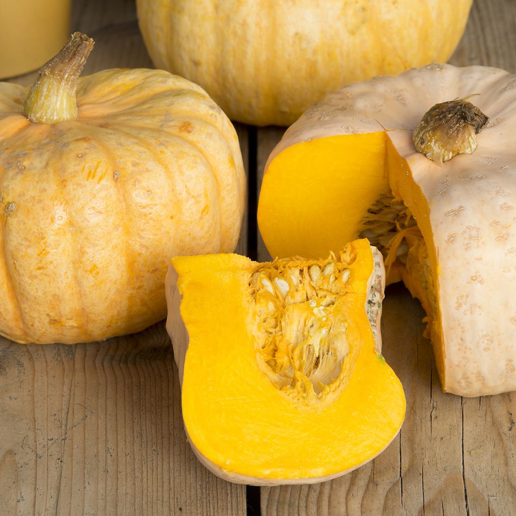 Potiron ou Courge d'hiver Australian Butter - Cucurbita maxima
