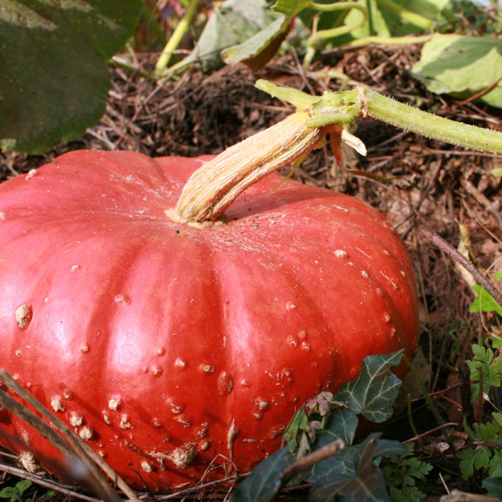Potiron rouge vif d'Etampes - Cucurbita maxima