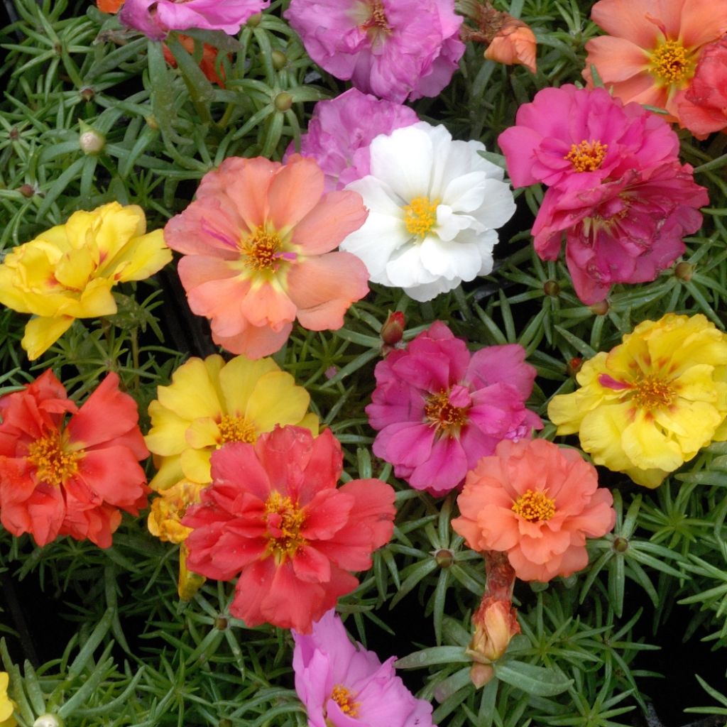 Graines de Pourpier à fleurs doubles en mélange - Portulaca grandiflora
