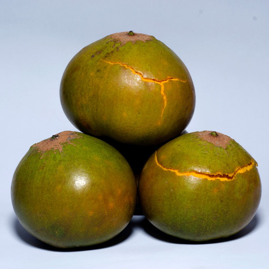 Pouteria obovata - Lucuma, Lucumo