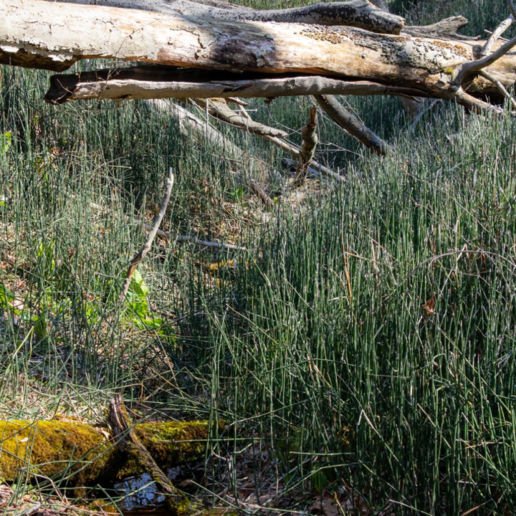 Prêle d'hiver - Equisetum hyemale (japonicum)