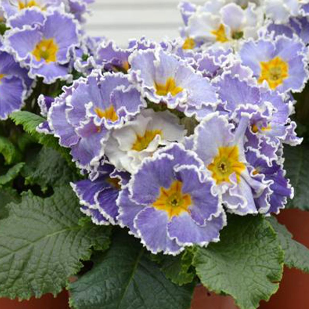 Primevère Frilly Jeans - Primula acaulis