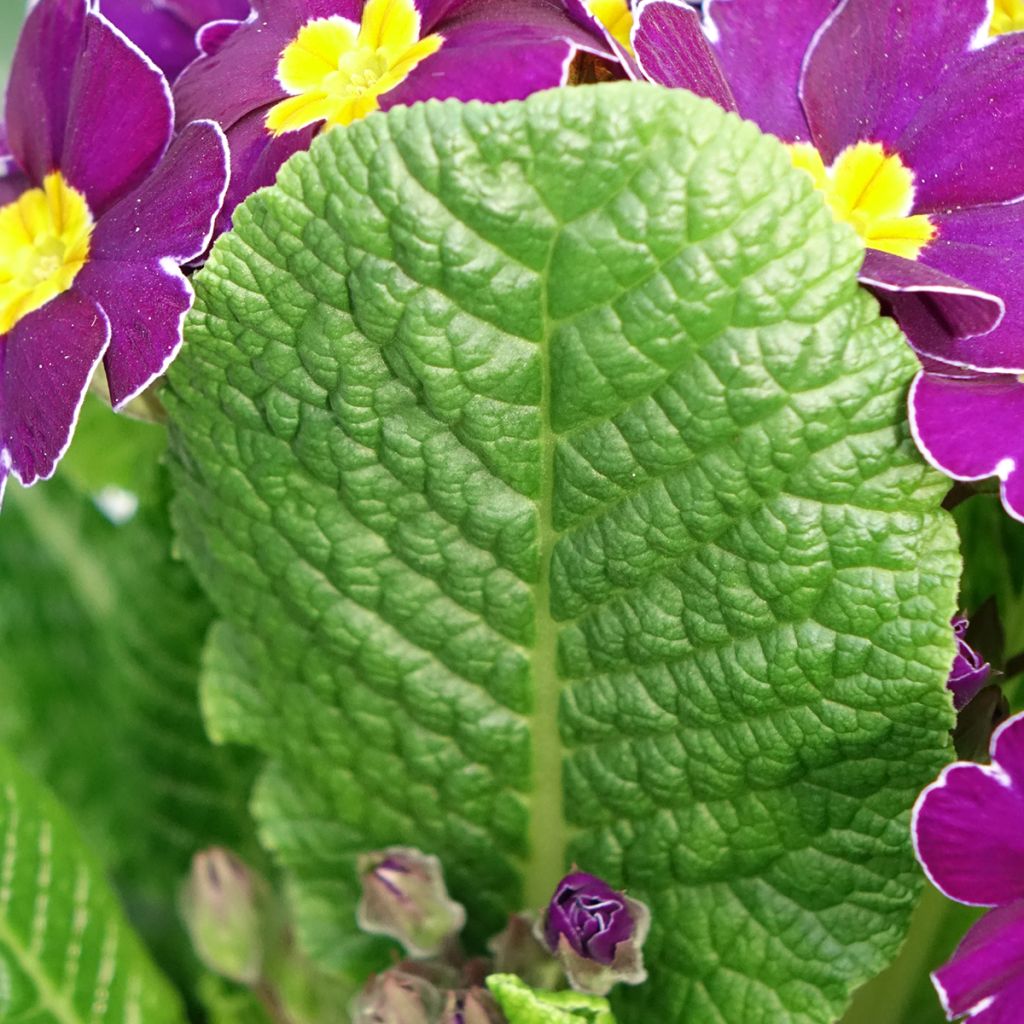 Primevère - Primula elatior Veristar Late Twinkle Violet