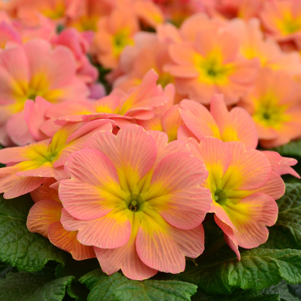 Primevère Mango - Primula
