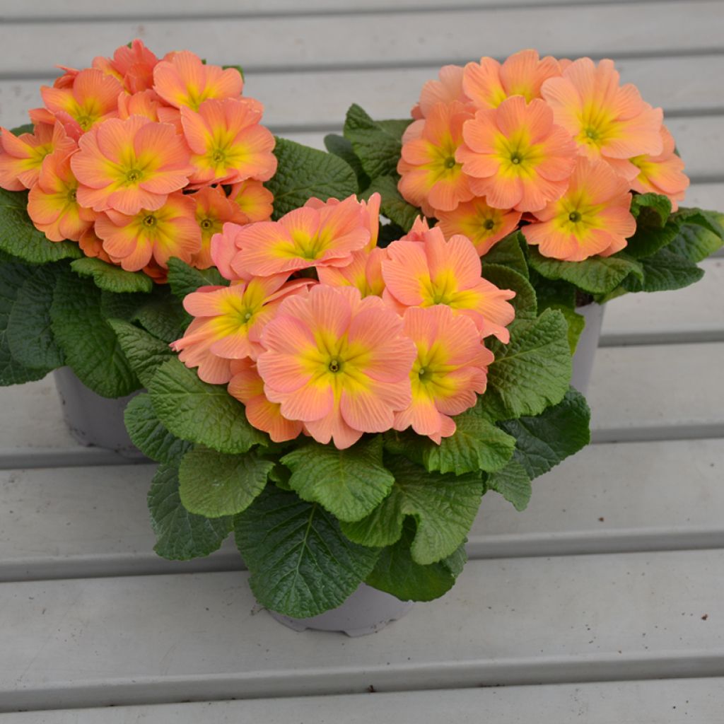 Primevère Mango - Primula