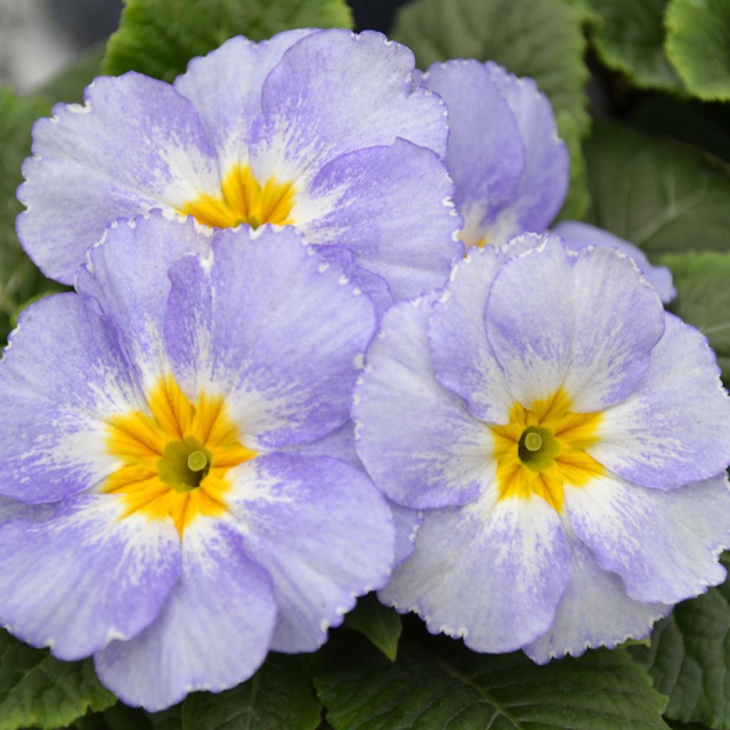 Primevère Porcelain Blue - Primula
