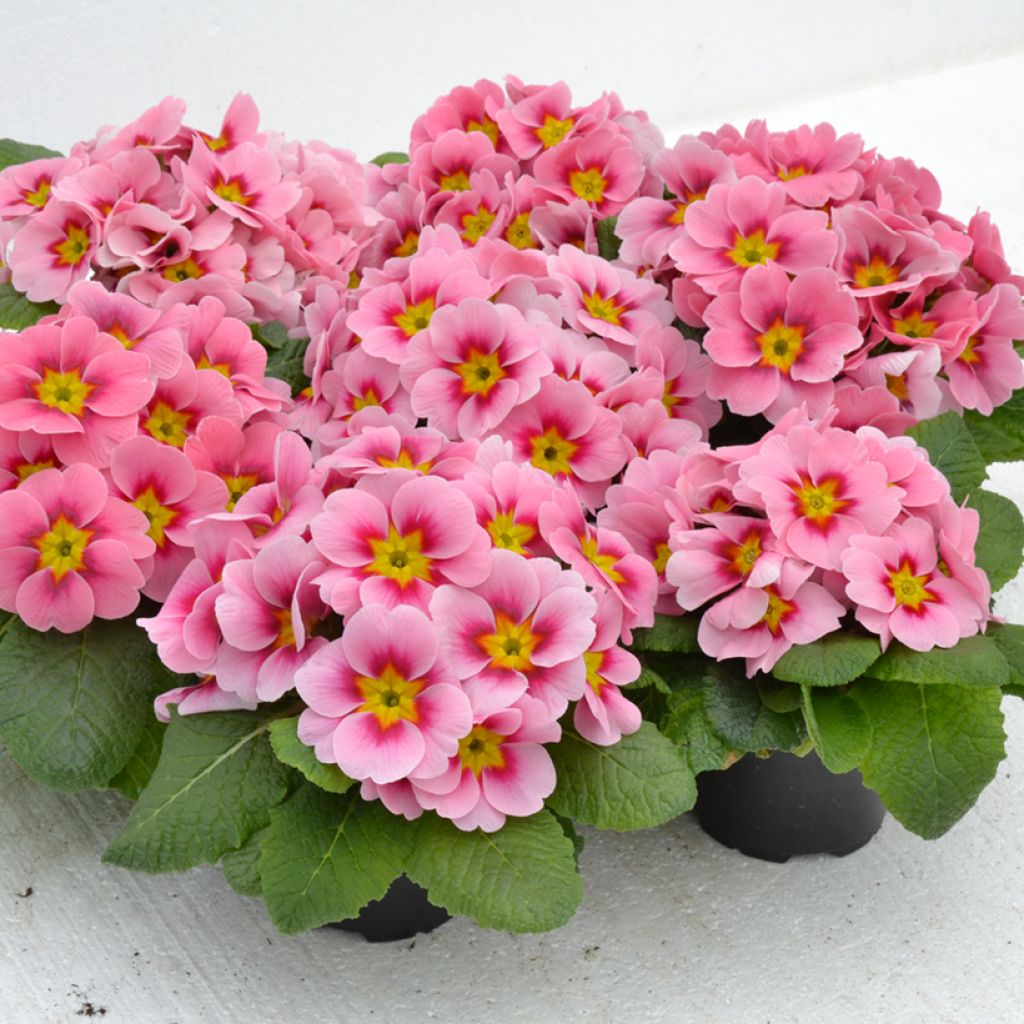 Primevère Ringostar Cherryblossom - Primula acaulis