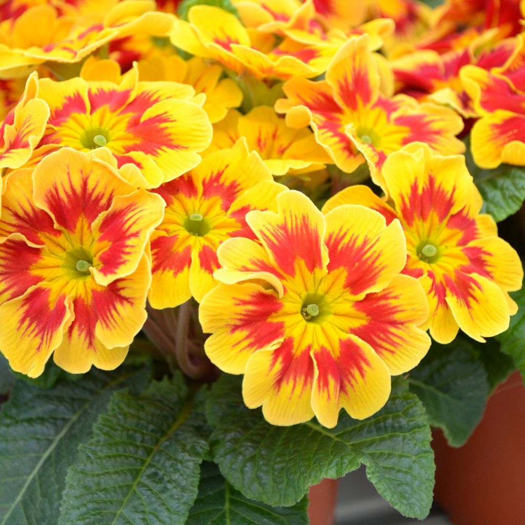 Primevère Starfire - Primula