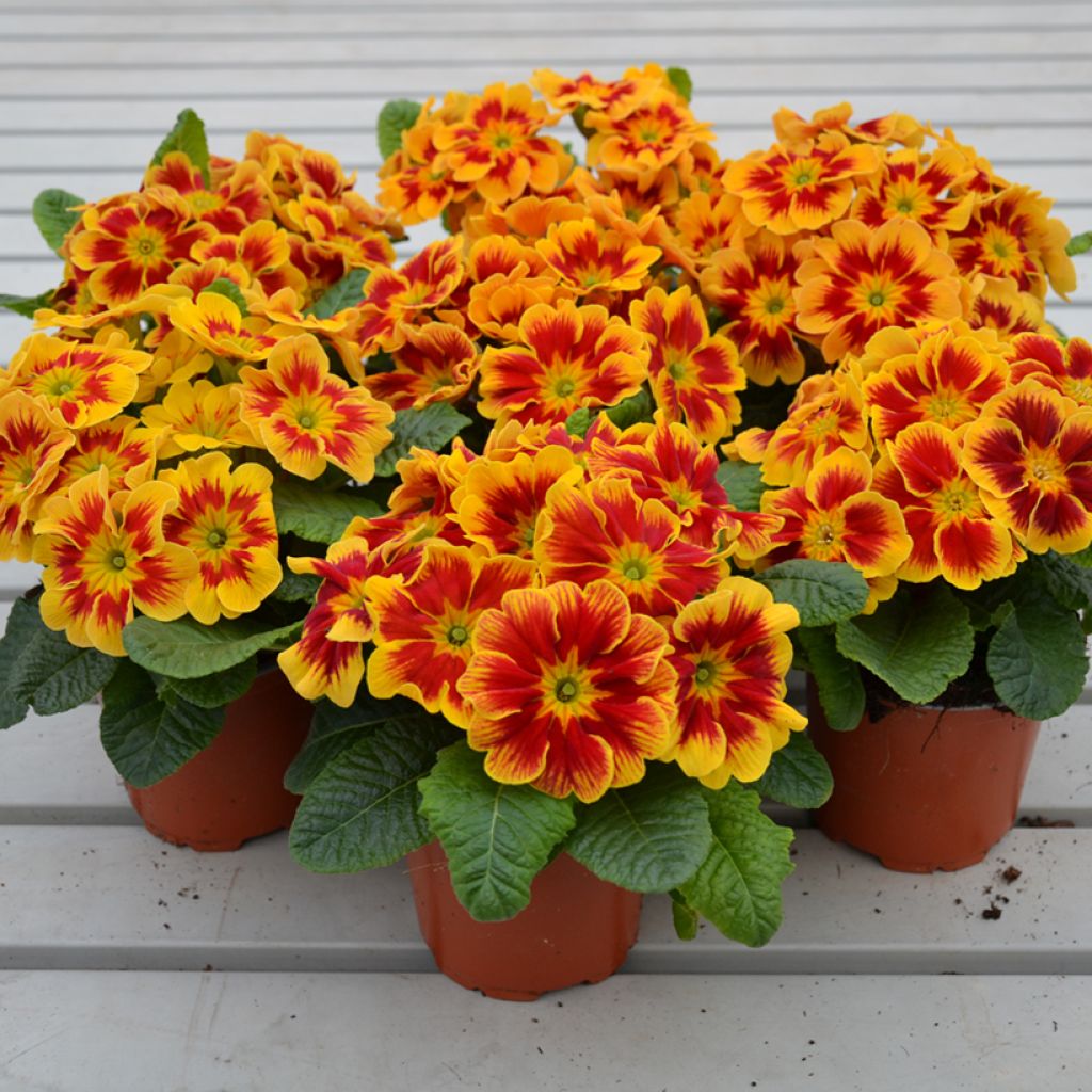 Primevère Starfire - Primula