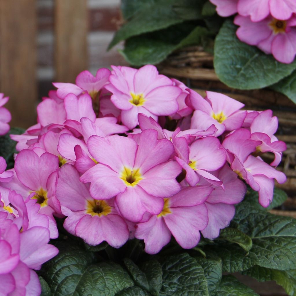 Primevère Woodland Rose - Primula acaulis