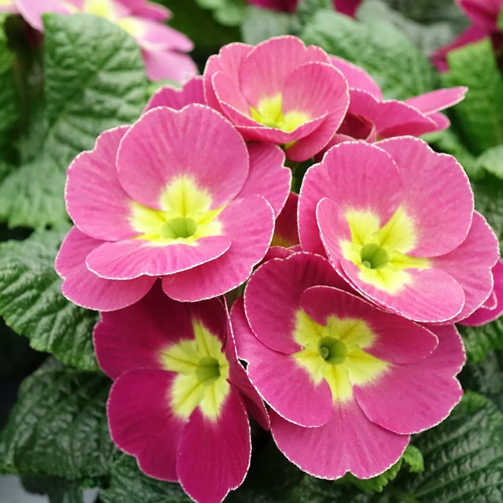 Primevère - Primula acaulis Plums & Custard