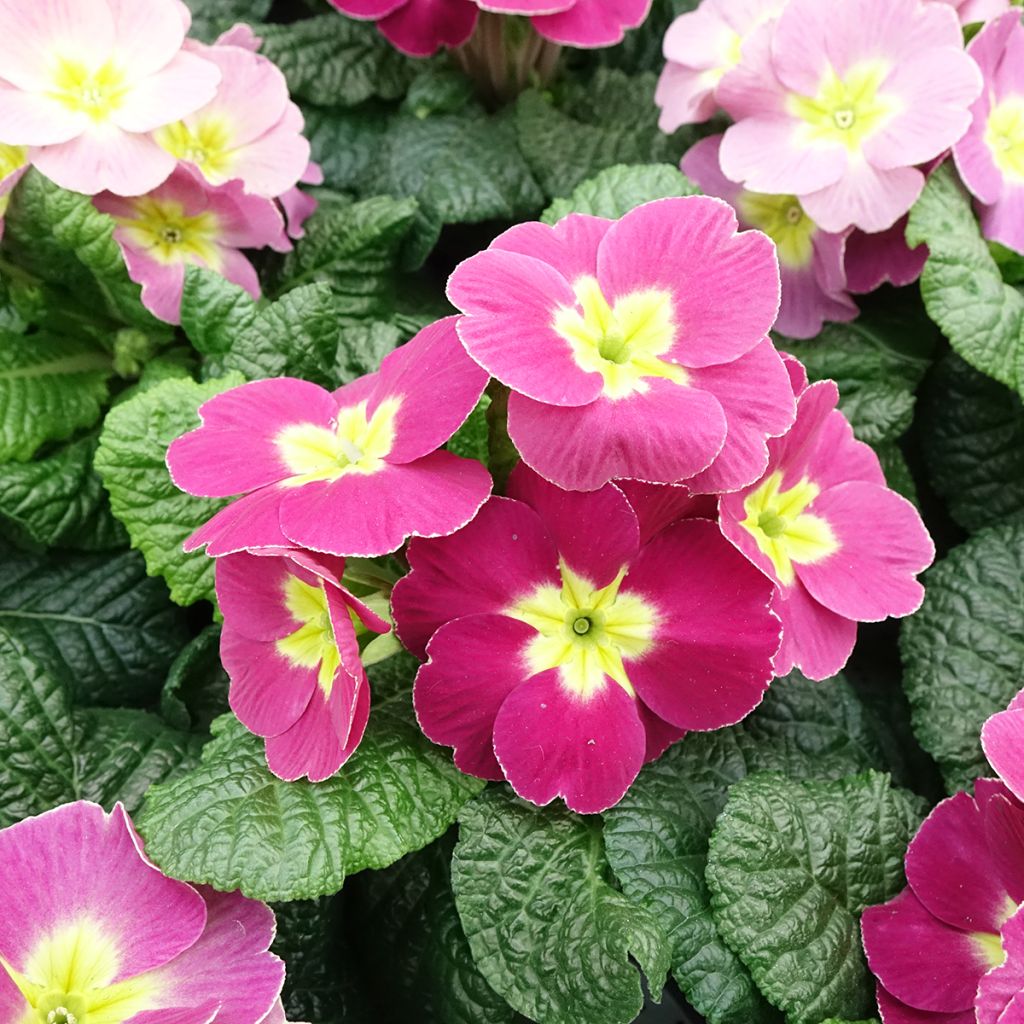 Primevère - Primula acaulis Plums & Custard