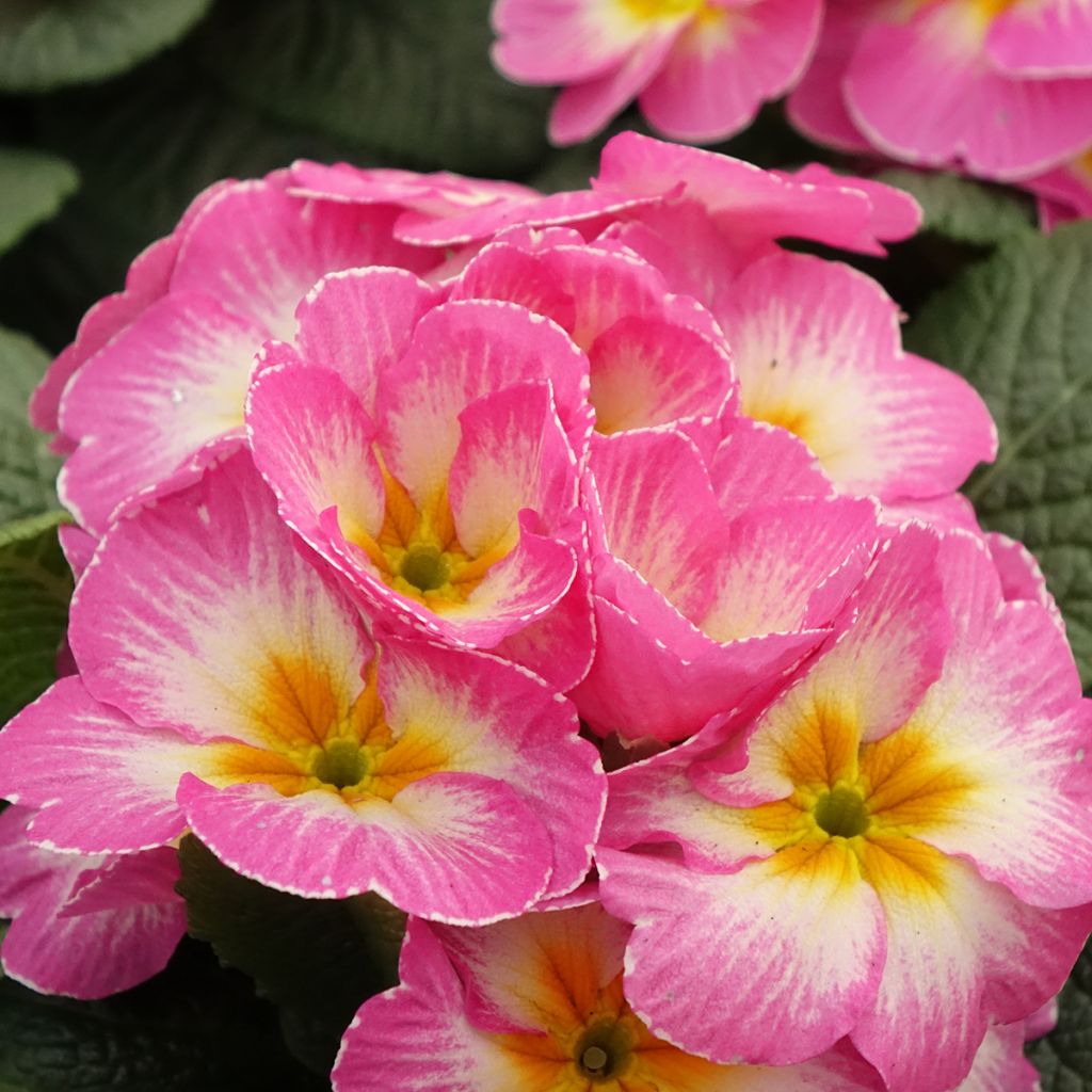 Primevère - Primula acaulis Lipstick