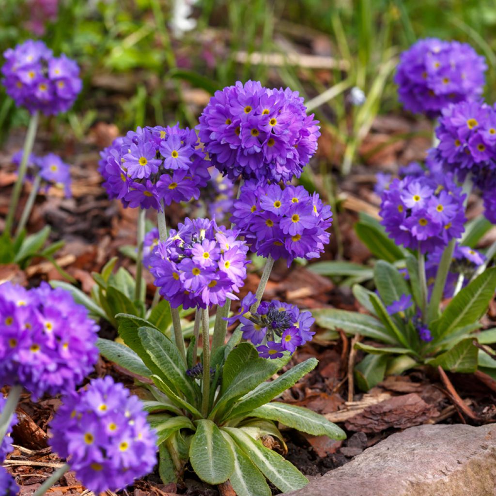 Primevère - Primula denticulata Cashmeriana