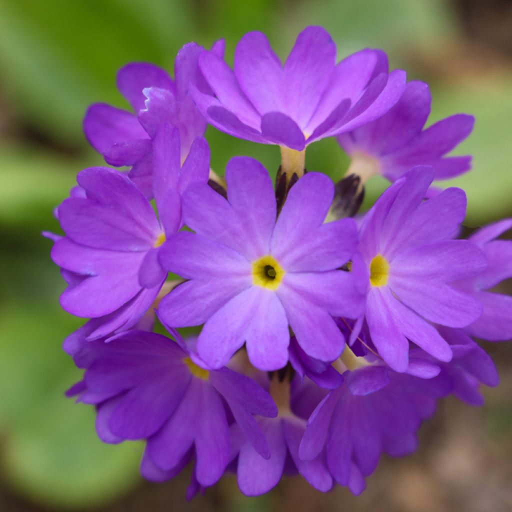 Primevère - Primula denticulata Cashmeriana