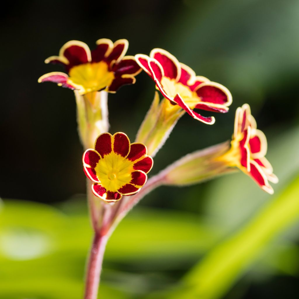 Primevère - Primula elatior Mister Gold Laced