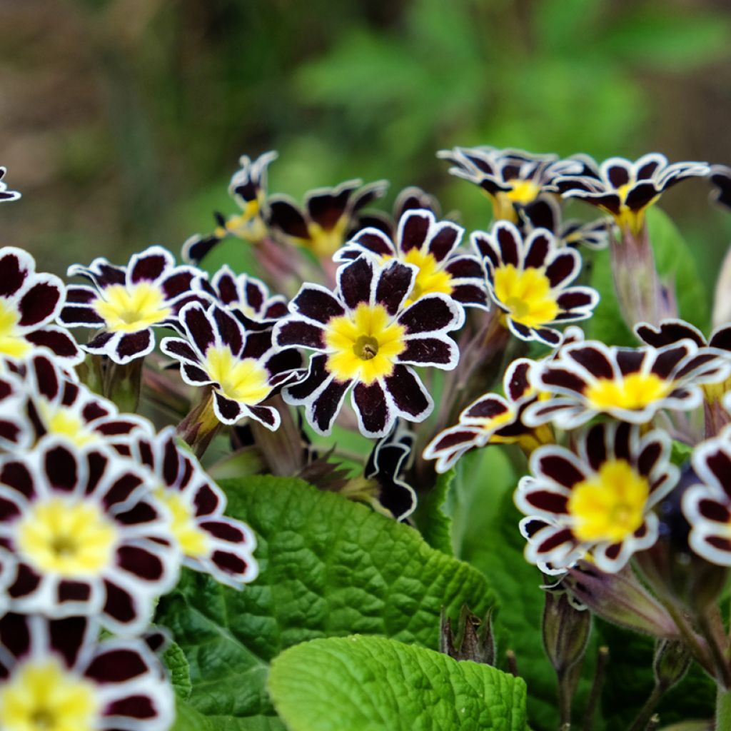 Primevère - Primula elatior Mister Silver Laced