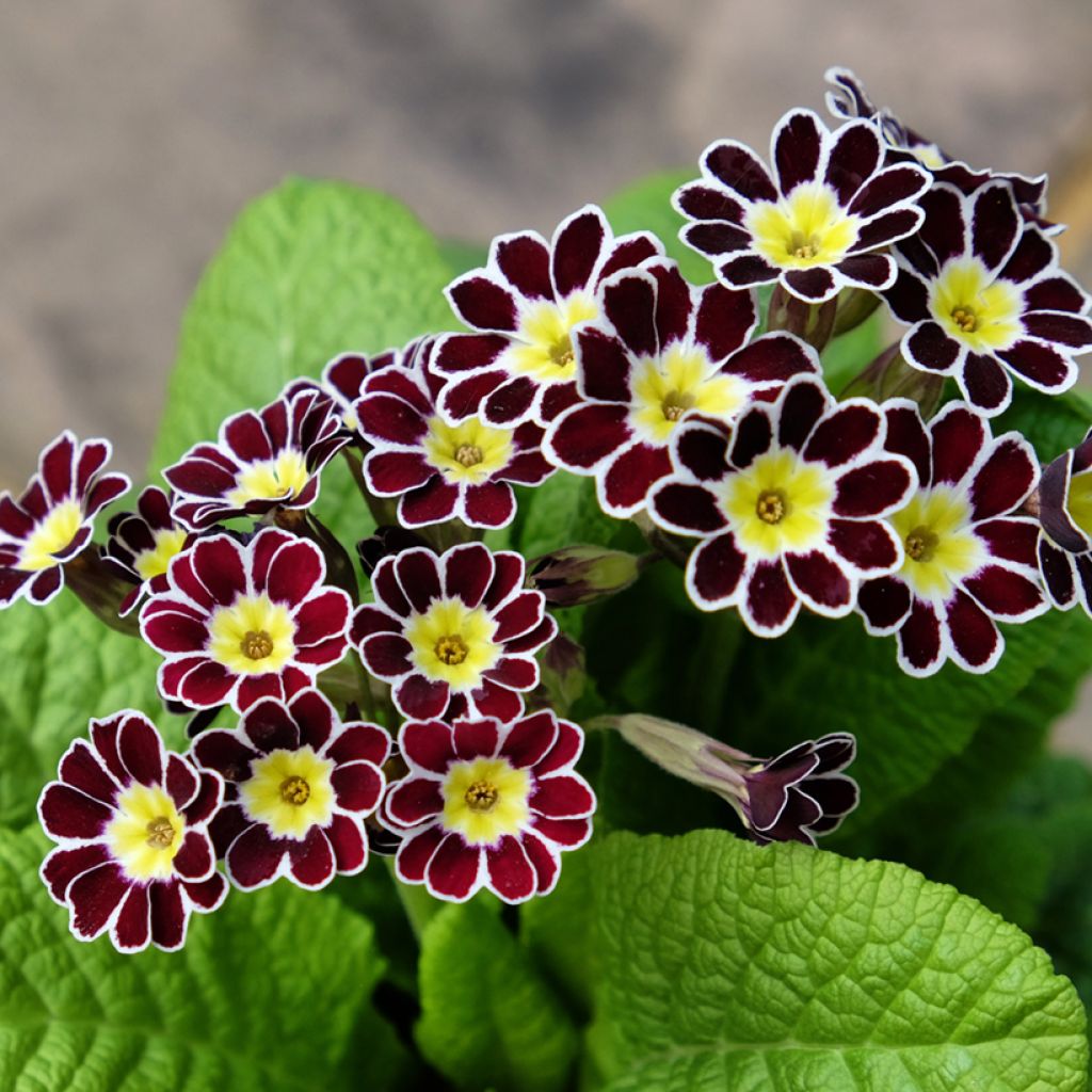 Primevère - Primula elatior Silver Lace Black