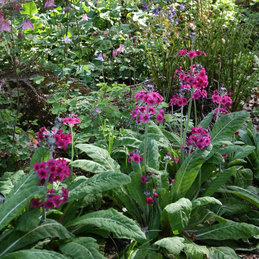 Primevère - Primula japonica
