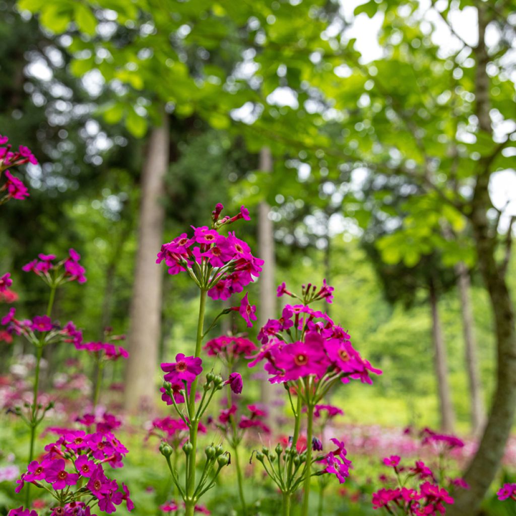 Primevère - Primula japonica