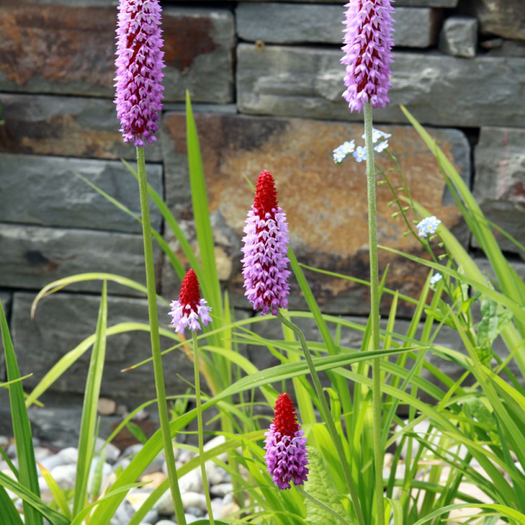 Primevère - Primula vialii