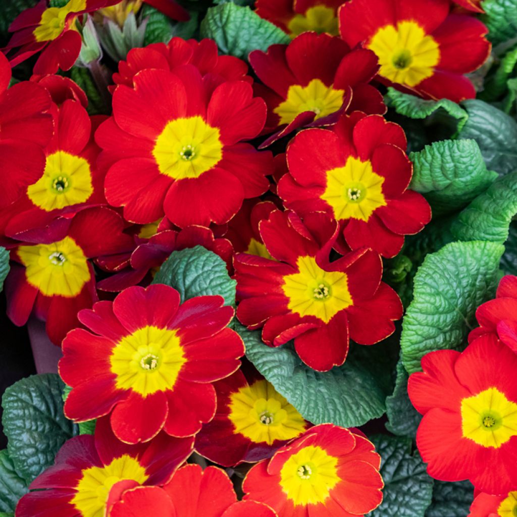 Primevère Rambo F1 Scarlet - Primula acaulis