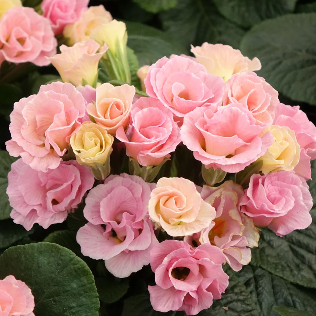 Primevère Rosebud F1 Tutti frutti - Primula acaulis