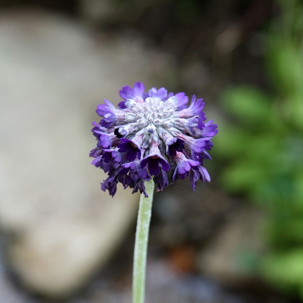 Primevère de l'Himalaya - Primula capitata mooreana