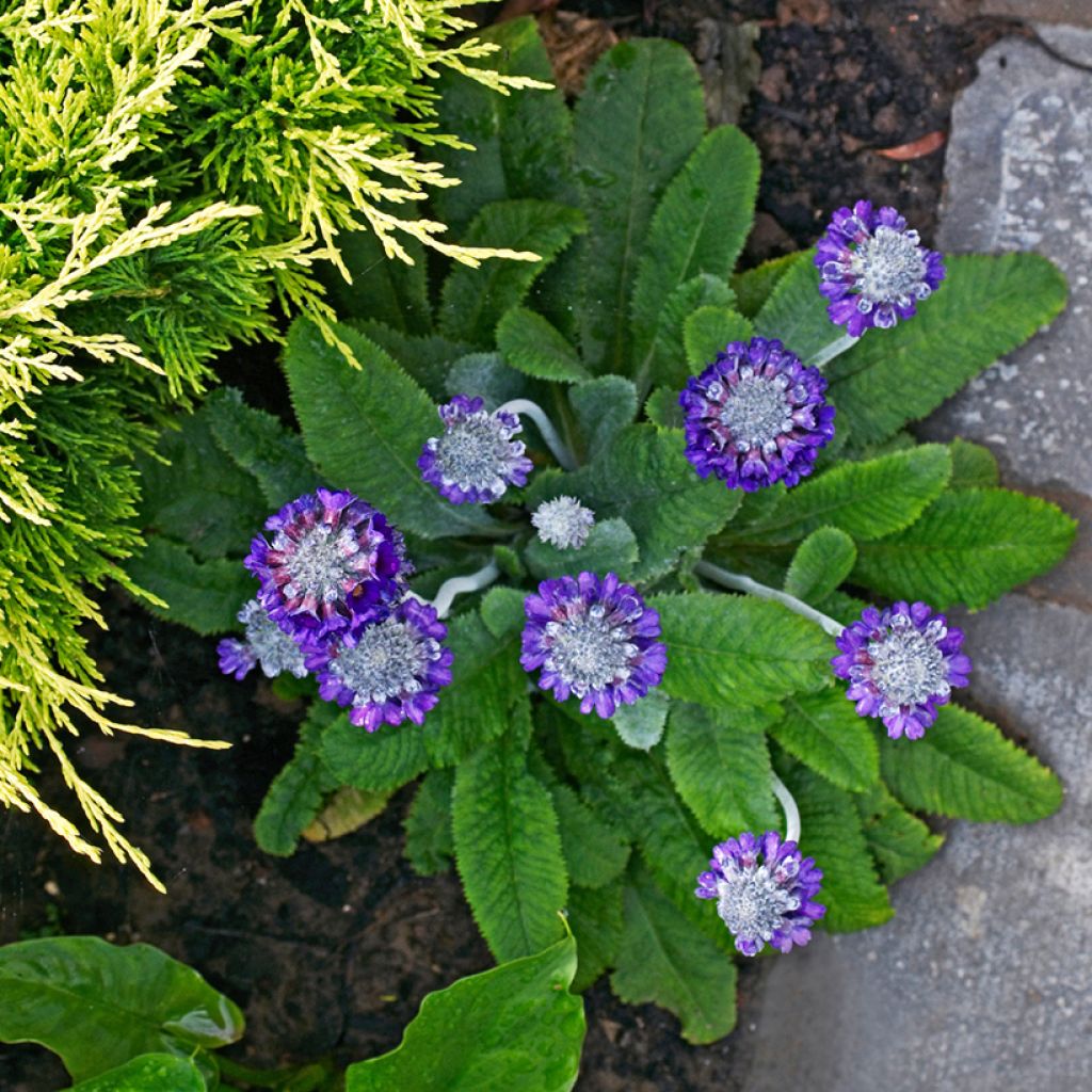 Primevère de l'Himalaya - Primula capitata mooreana