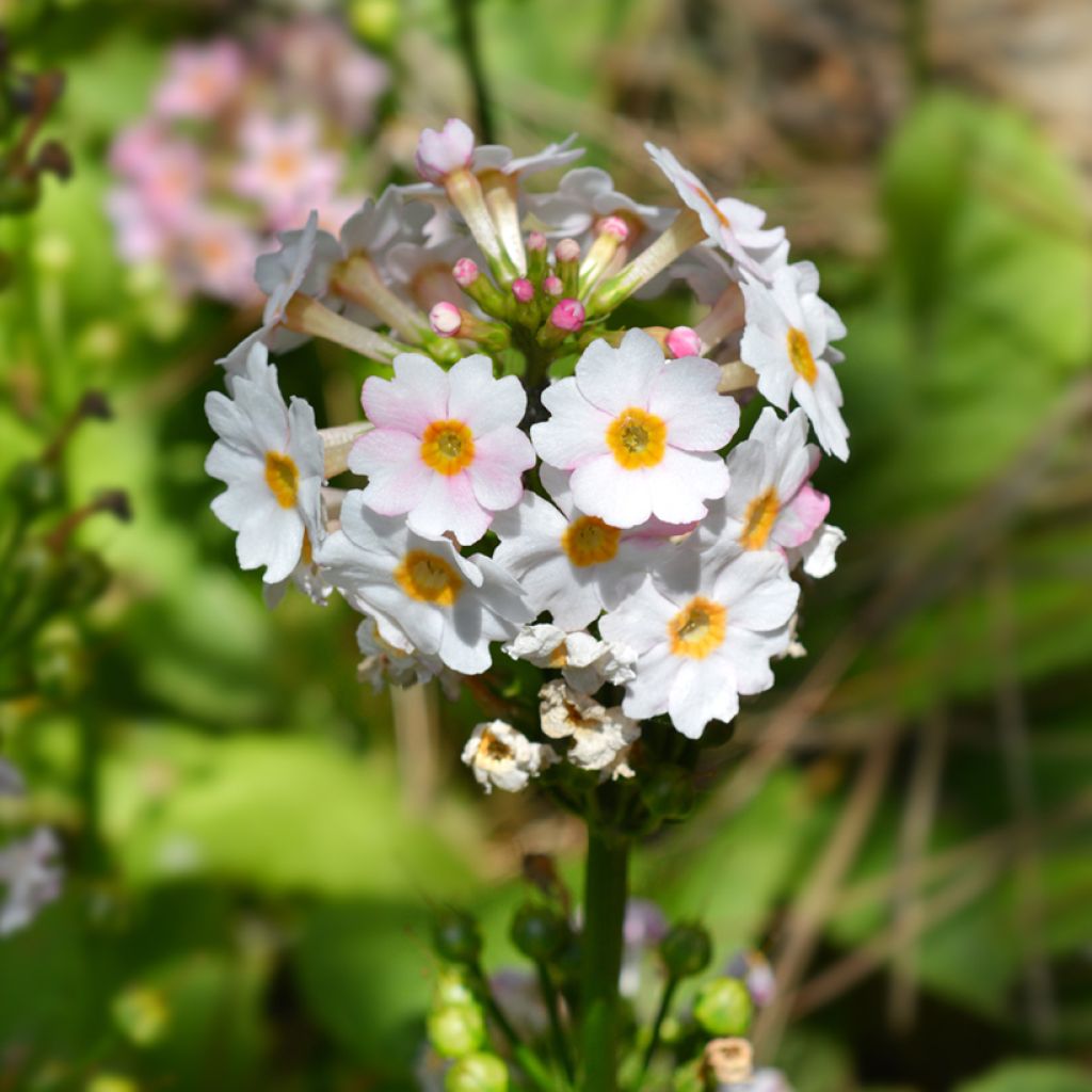 Primevère du Japon Apple Blossom - Primula japonica 
