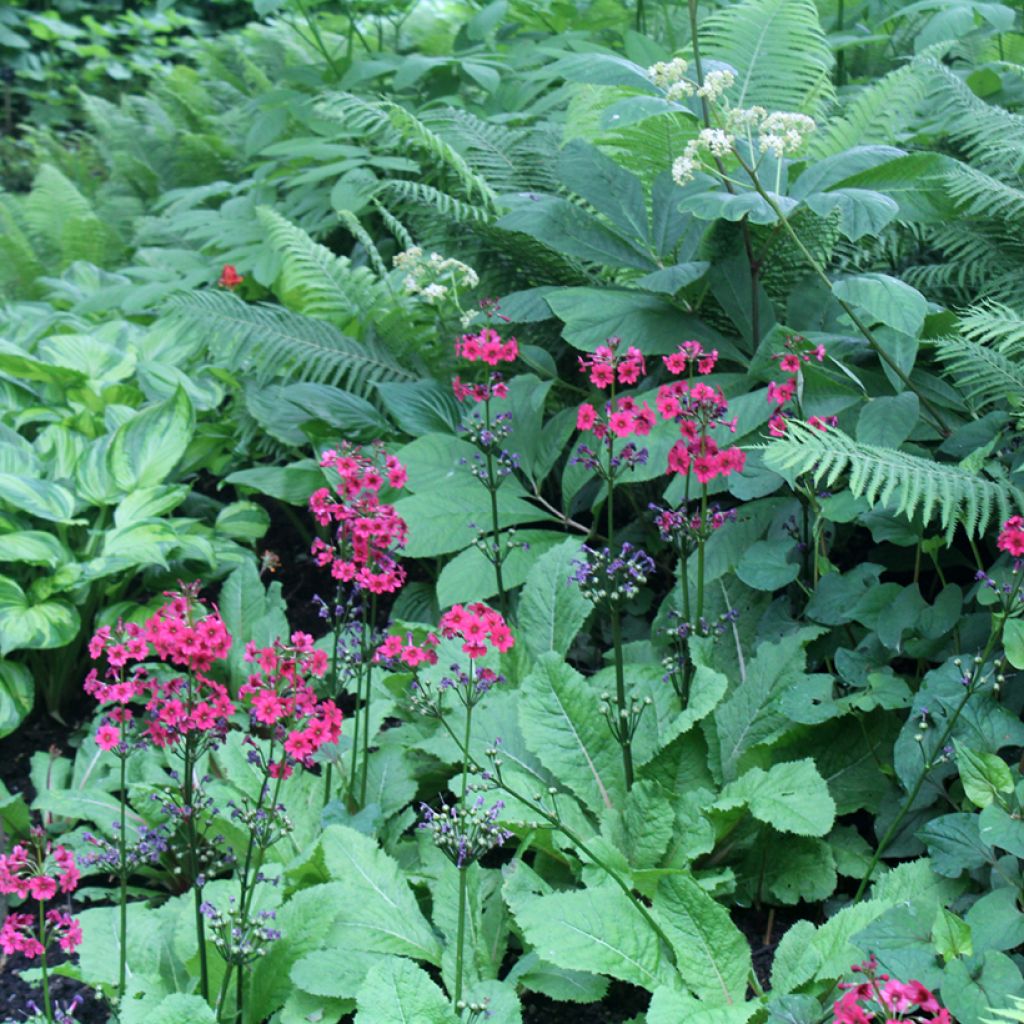 Primevère du Japon Millers Crimson - Primula japonica