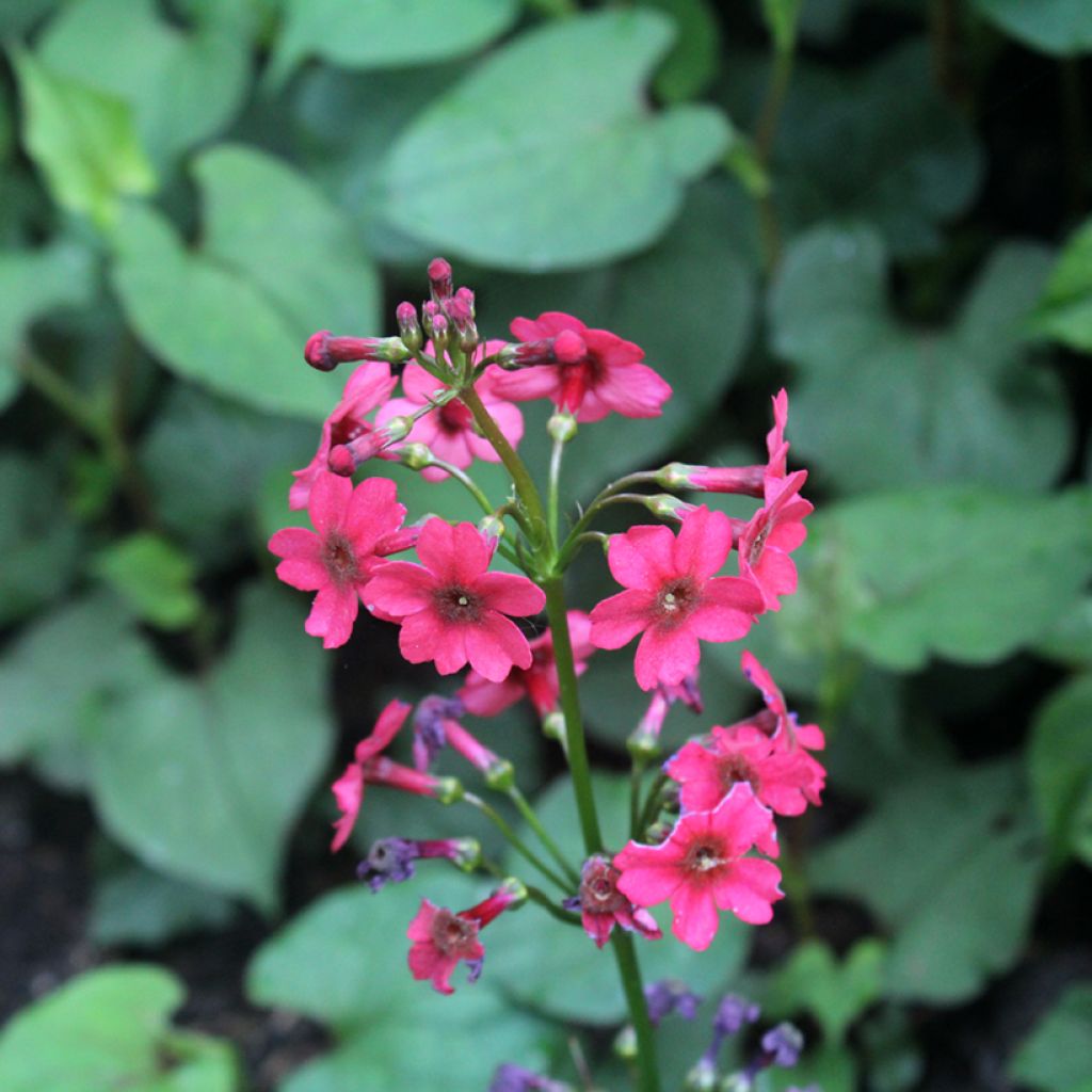 Primevère du Japon Millers Crimson - Primula japonica