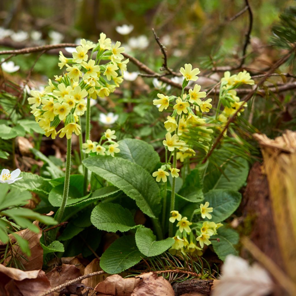 Primevère élevée - Primula elatior