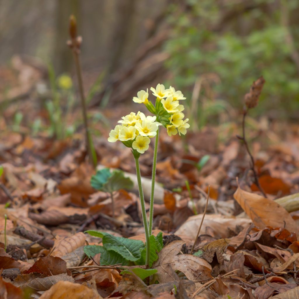Primevère élevée - Primula elatior
