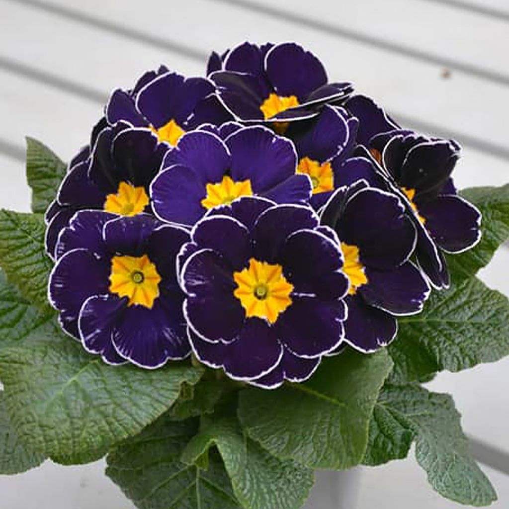 Primevère hybride Charlie Deep Blue Edge F1 - Primula hybrida