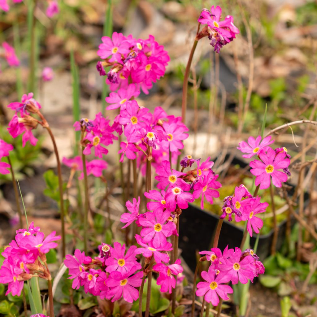 Primevère rose - Primula rosea Grandiflora  