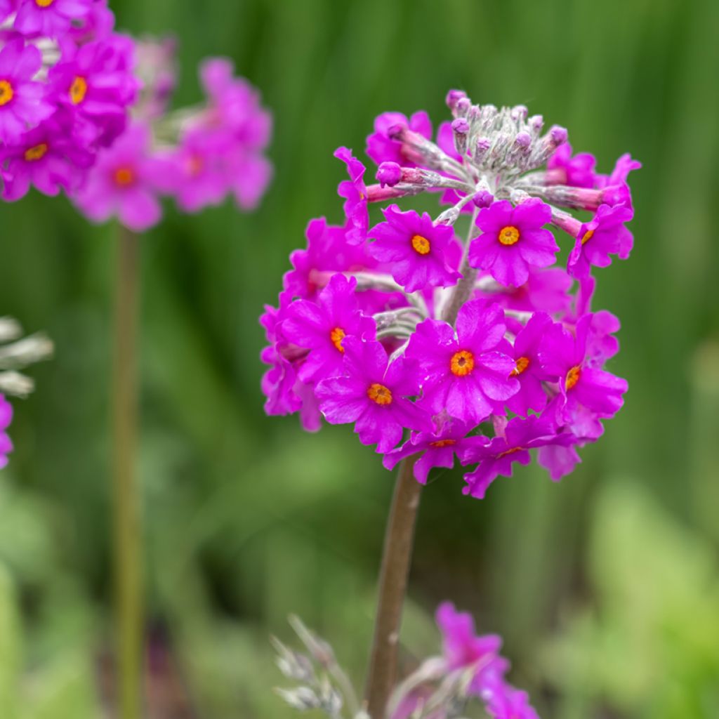 Primula beesiana - Primevère candélabre