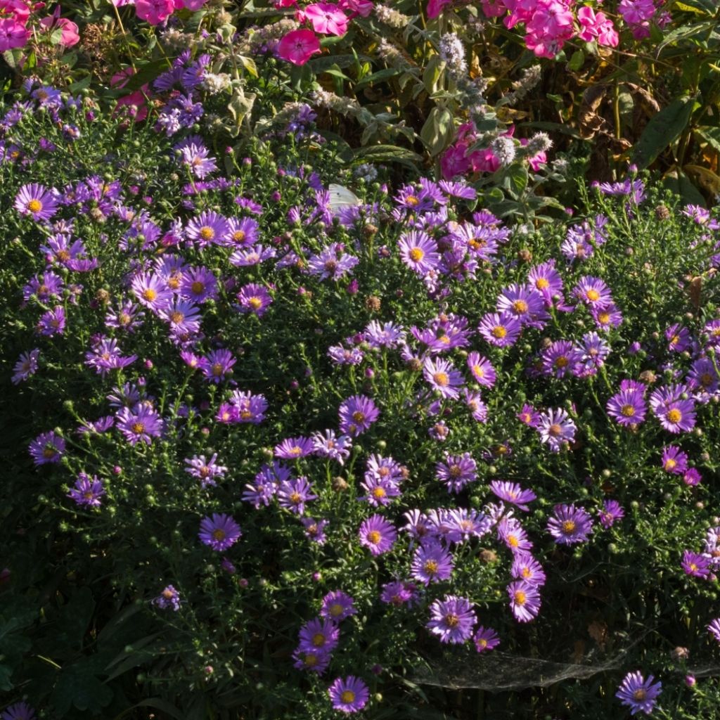 Aster dumosus Prof. Anton Kippenberg