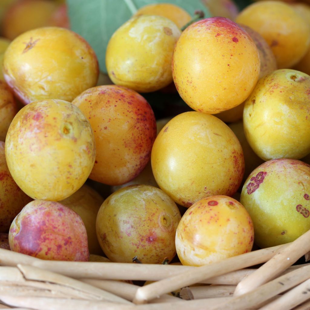 Prunier Mirabelle de Nancy - Gobelet en pot