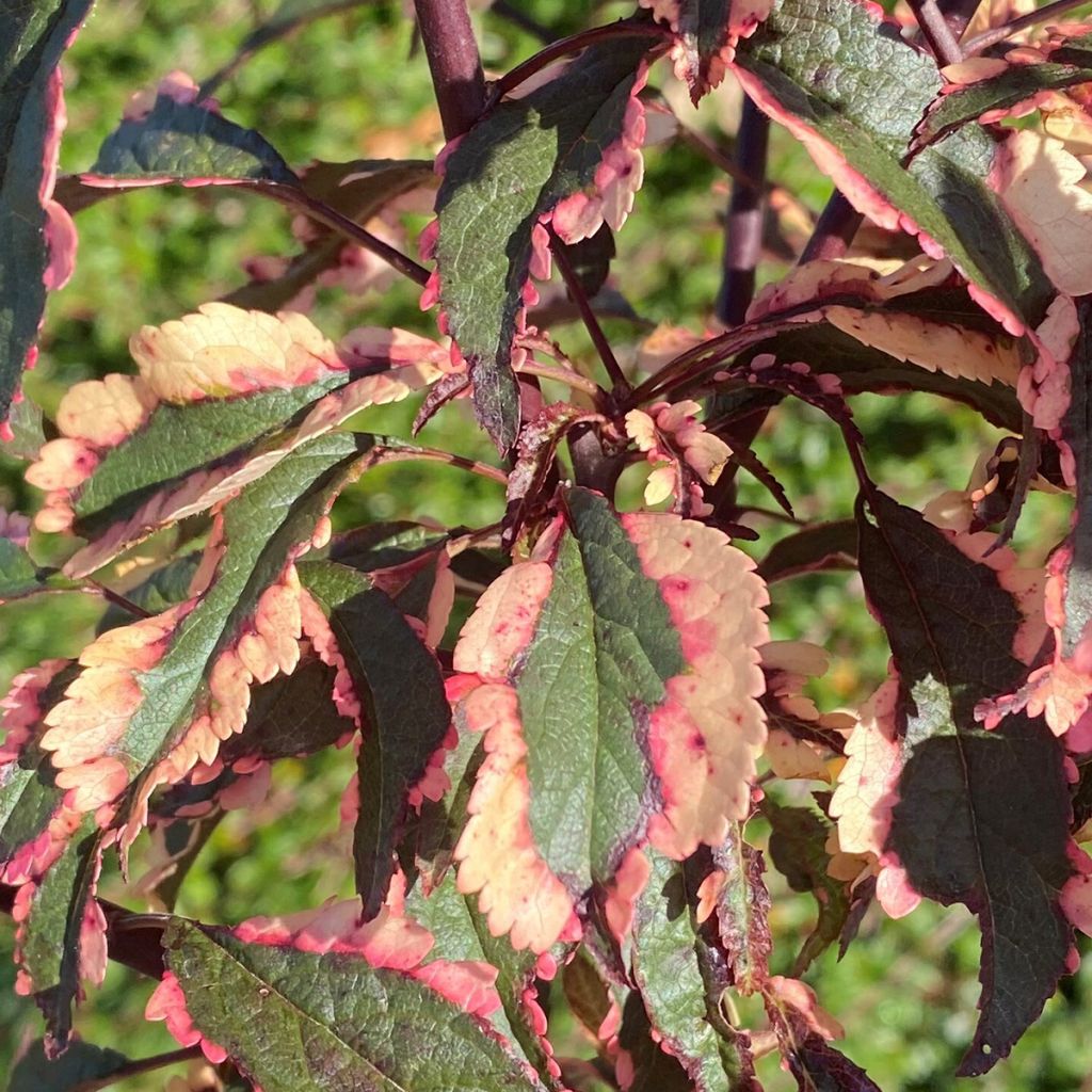 Prunier myrobolan Hessei - Prunus cerasifera