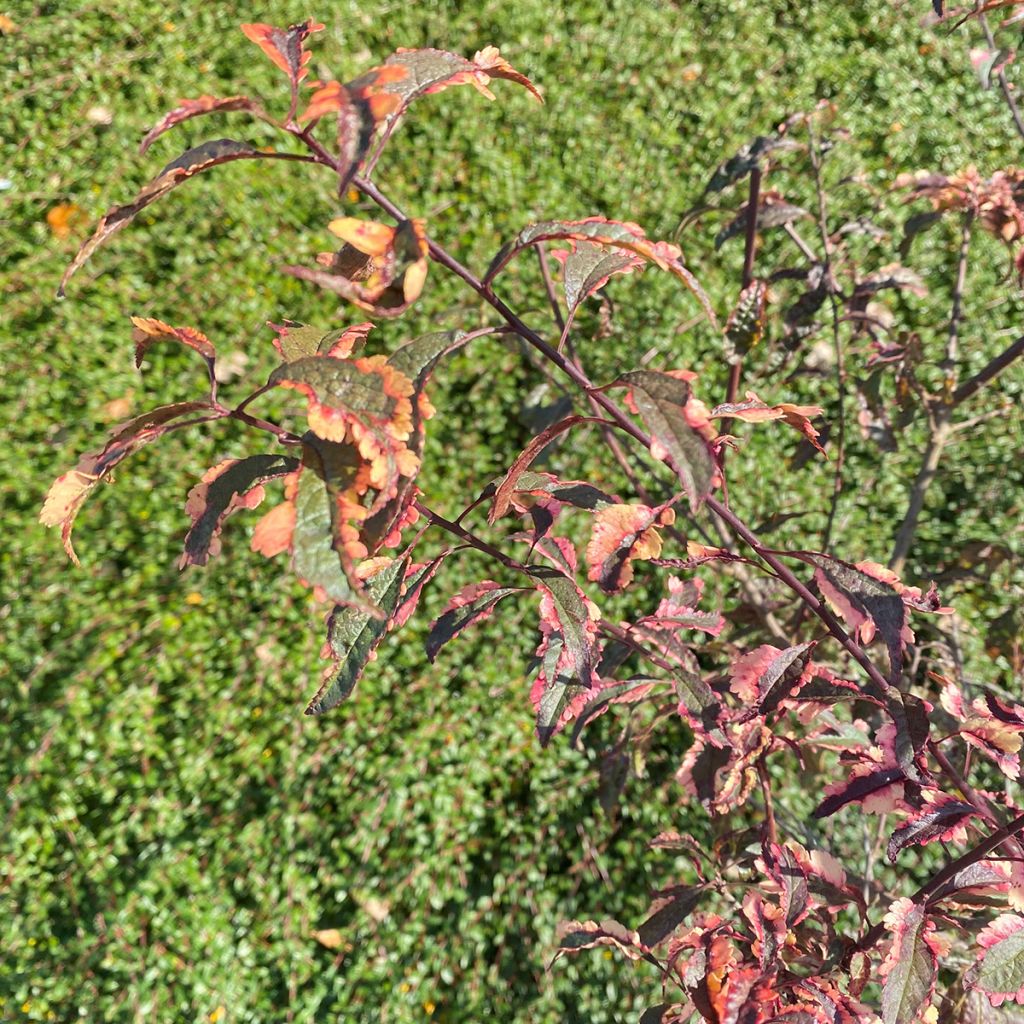 Prunier myrobolan Hessei - Prunus cerasifera